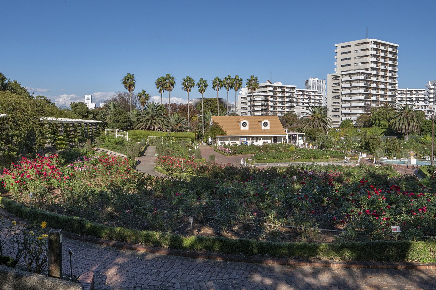 🌹 야츠 장미원(야츠바라엔) 이미지 6